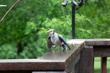 Wet bluejay on deck railing