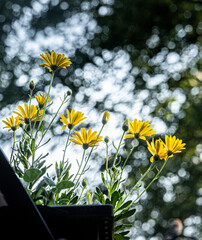 Daisies reaching for the light