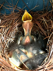 Feed me eastern bluebird