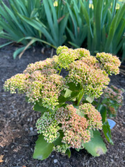 Seedum ready to bloom