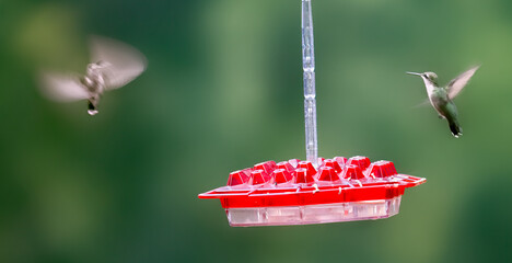 Hummingbirds in flight near feeder