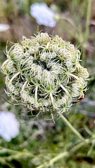 Queen Anne's Lace close up