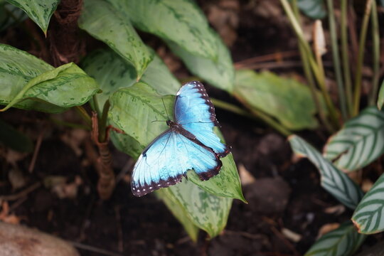 モルフォチョウ属 Images Browse 12 Stock Photos, Vectors, and Video Adobe Stock