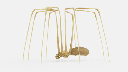 Obraz premium 3d illustration of a daddy long legs spider