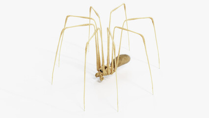 3d illustration of a daddy long legs spider