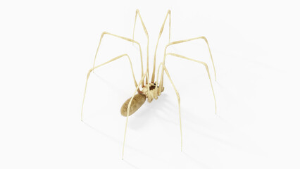 3d illustration of a daddy long legs spider