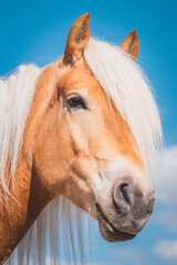 Obraz premium Haflinger