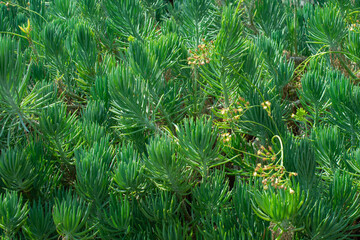 Narrow-Leaf Chalksticks | Senecio vitalis 