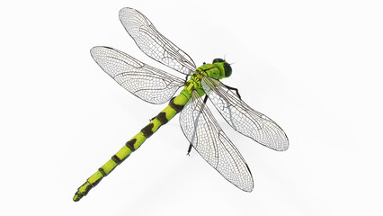 3d illustration of a dragonfly