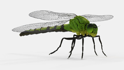 3d illustration of a dragonfly