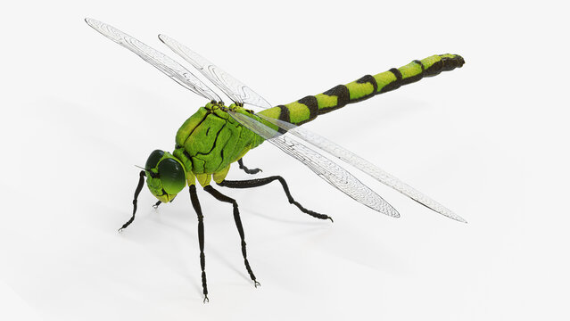 3d illustration of a dragonfly