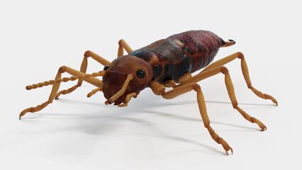 3d illustration of an earwig