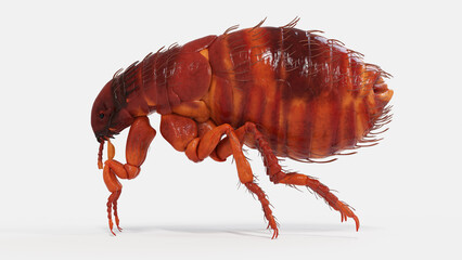 3d illustration of a flea - 594037956