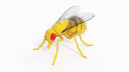 3d illustration of a fruit fly
