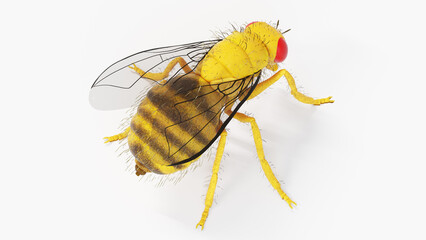 3d illustration of a fruit fly