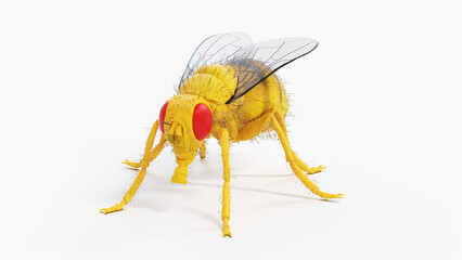 3d illustration of a fruit fly