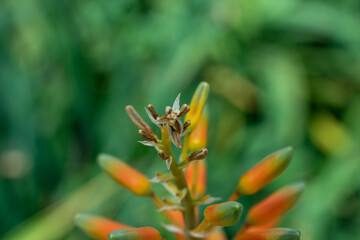 Obraz premium Close up of Aloe camperi flower