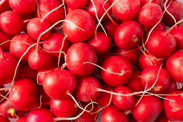 Fresh red radish. Healthy food. Large pile of fresh radishes. Red radishes (Raphanus sativus).