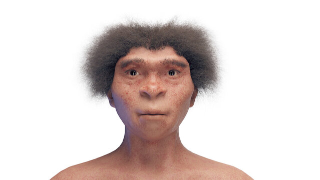 3d illustration of a female homo erectus