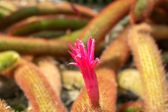 Close up of Golden Rat Tail Cactus flower | Cleistocactus winteri