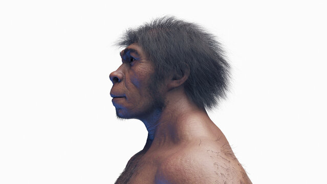 3d illustration of a male homo erectus