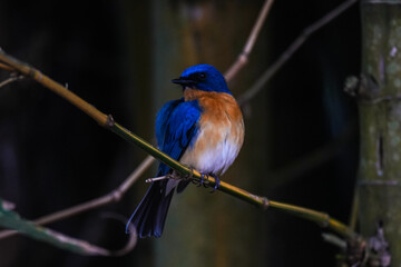 Blue Flycatcher bird in the wild