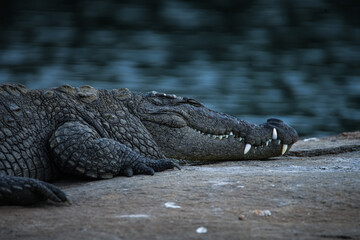 Wild Crocodile with clean sharp teeth