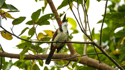 The red whiskered bulbul bird