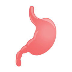 Human stomach responsible for food intake, body, belly, food, organism, biology, anatomy, isolated, vector, illustration, 
digestion, metabolism, tomach digestion 