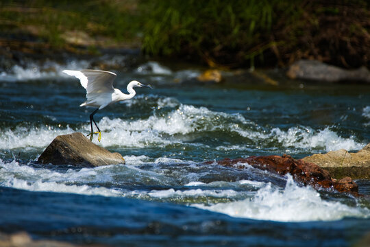 Little Erget Bird flying by the river