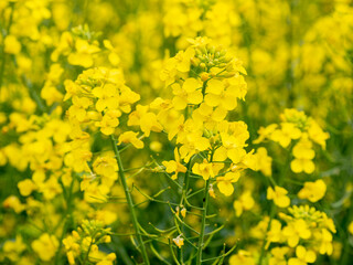 selective focus of rapeseed blossoms (Brassica napus) in a canola field with blurred background -...