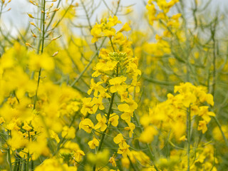 Obraz premium selective focus of rapeseed blossoms (Brassica napus) in a canola field with blurred background - also known as rape or oilseed rape