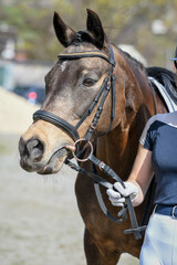 Obraz premium Turnierpferd | Turnierpony