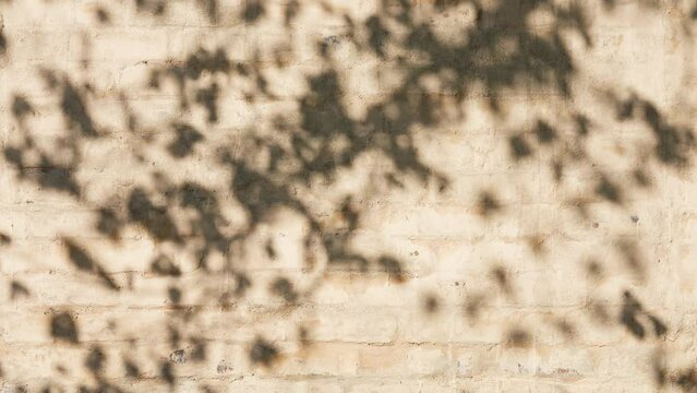 Grey reflections on light brown old brick wall outdoors. Abstract natural dark shadows of leaves and branches of trees 4k stock video background