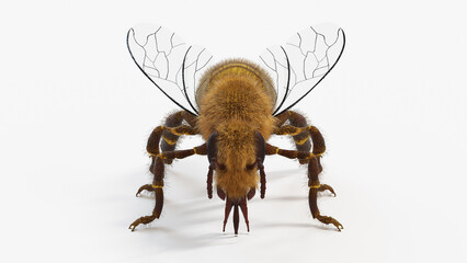 3d illustration of a honey bee