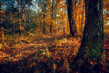 Autumn forest nature. Vivid evening in colorful forest with sun rays through branches of trees. Scenery of nature with sunlight