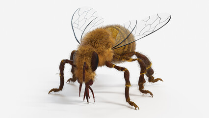3d illustration of a honey bee