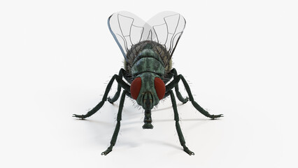 3d illustration of a housefly