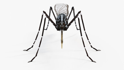 3d illustration of a mosquito