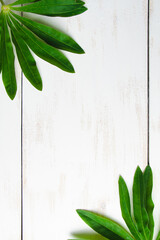 Green tropical leaves on white wooden background.