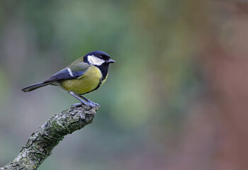 Naklejka premium Cute wild eurasian great tit (Parus major) perched in a rotten tree. Image with space for text. Small and common garden bird with vibrant autumn colors perched on a branch looking at the camera. Spain