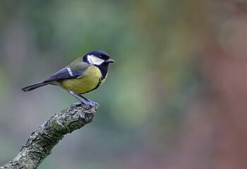 Cute wild eurasian great tit (Parus major) perched in a rotten tree. Image with space for text. Small and common garden bird with vibrant autumn colors perched on a branch looking at the camera. Spain