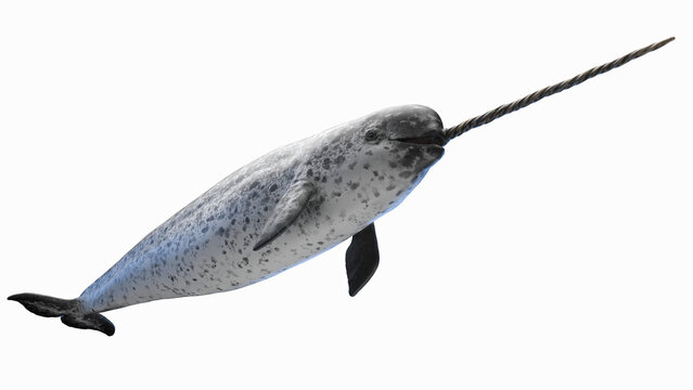 3d illustration of a narwhal