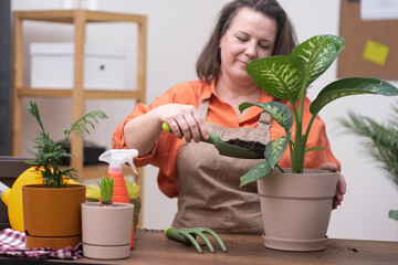 Woman gardener transplanting dieffenbachia plant in new pot, home gardening. Spring time. biophilic interior design with a lot of plants.