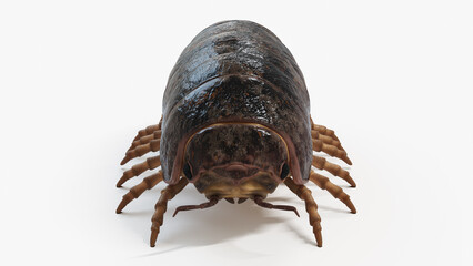 3d illustration of a pill bug