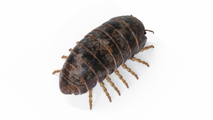 3d illustration of a pill bug