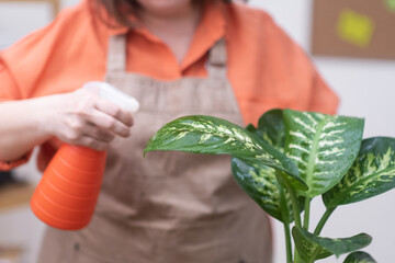 woman hand close up gently spraying each green leaf of dieffenbachia to receive the necessary...