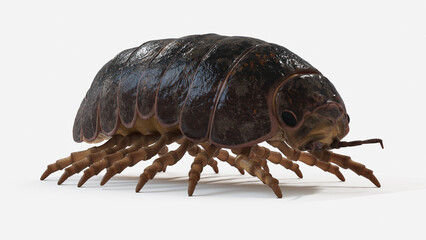 3d illustration of a pill bug