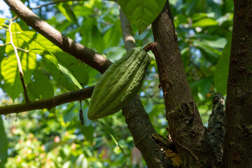 CACAO VERDE DE CHIAPAS