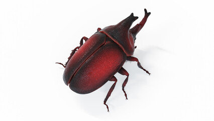 3d illustration of a rhinoceros beetle